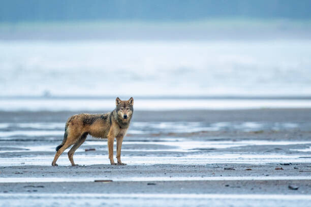 jared lloyd Plakát, Obraz - An Alaskan coastal wolf, jared lloyd, 40 × 26.7 cm