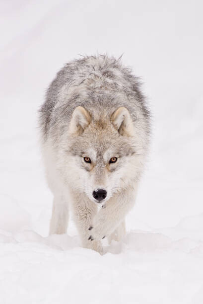 Maxime Riendeau Plakát, Obraz - Portrait of arctic wolf  in, Maxime Riendeau, 26.7 × 40 cm