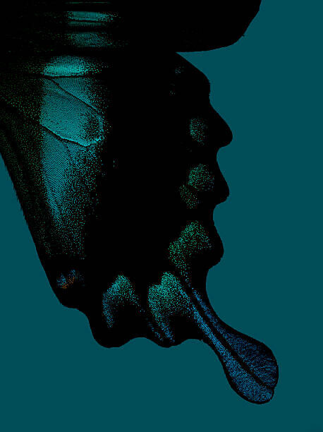Jonathan Knowles Plakát, Obraz - Part of butterfly wing on turquoise background, Jonathan Knowles, 30 × 40 cm