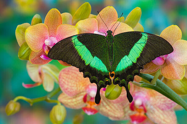 Darrell Gulin Plakát, Obraz - Swallowtail butterfly  perching on orchid,, Darrell Gulin, 40 × 26.7 cm