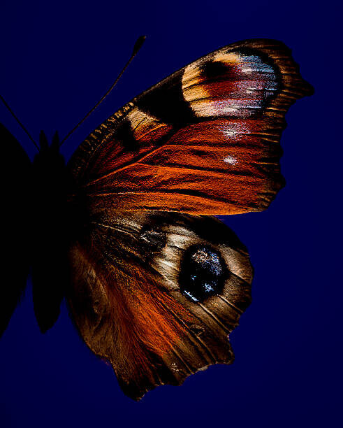 Jonathan Knowles Plakát, Obraz - Part of butterfly with eye, Jonathan Knowles, 30 × 40 cm