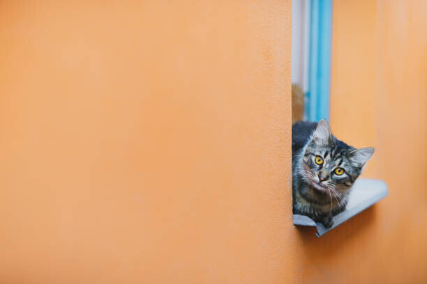 Jean-Philippe Tournut Plakát, Obraz - Cat looking at camera while resting, Jean-Philippe Tournut, 40 × 26.7 cm