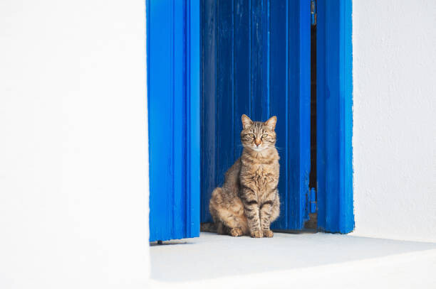 Olga_Gavrilova Plakát, Obraz - Cat sitting on the doorstep., Olga_Gavrilova, 40 × 26.7 cm