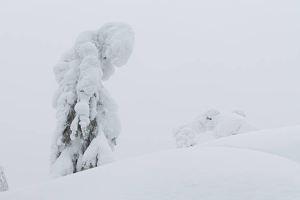 GluckKMB Plakát, Obraz - trees on cliff top in winter, GluckKMB, 40 × 26.7 cm