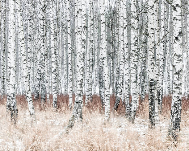 Johner Images Plakát, Obraz - Birch forest at winter, Johner Images, 40 × 30 cm