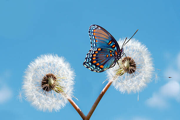 Maria Wachala Plakát, Obraz - Butterfly on dandelion, Maria Wachala, 40 × 26.7 cm
