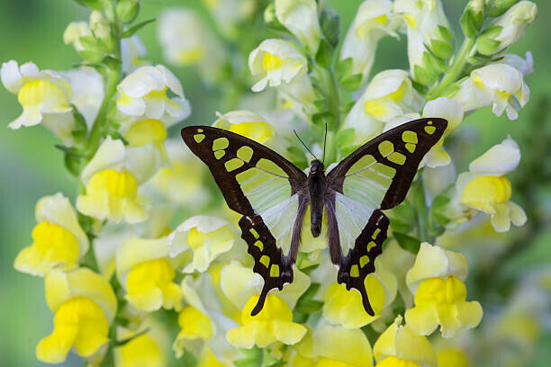 Darrell Gulin Plakát, Obraz - Butterfly, Darrell Gulin, 40 × 26.7 cm