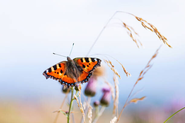 TorriPhoto Plakát, Obraz - Beautiful Small tortoiseshell butterfly on flower, TorriPhoto, 40 × 26.7 cm