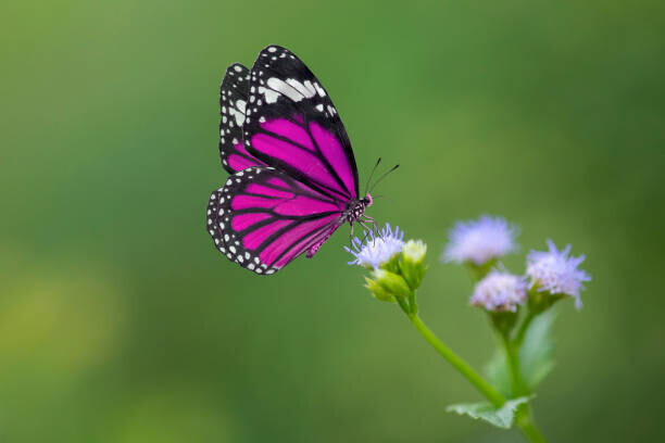 BirdHunter591 Plakát, Obraz - Purple Butterfly on flowers, BirdHunter591, 40 × 26.7 cm