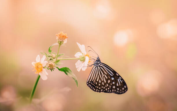 Warayut Pachsri / 500px Plakát, Obraz - Dreaming, Warayut Pachsri / 500px, 40 × 26.7 cm