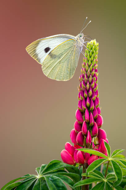 Patrick S. Seehanach / 500px Plakát, Obraz - Small White Pieris rapae on Lupin,London,United, Patrick S. Seehanach / 500px, 26.7 × 40 cm