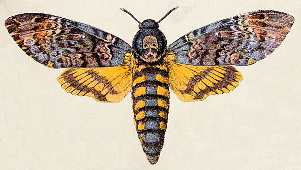ilbusca Plakát, Obraz - Death's-head Hawk moth , insect animals, ilbusca, 40 × 22.2 cm