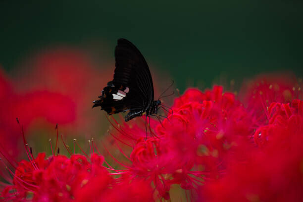 qrsk Plakát, Obraz - A swallowtail butterfly and Red Spider lilies, qrsk, 40 × 26.7 cm