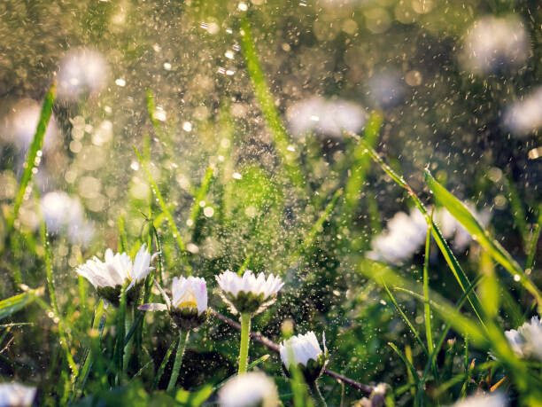 Image by Chris Winsor Plakát, Obraz - Meadow daisy close up, Image by Chris Winsor, 40 × 30 cm