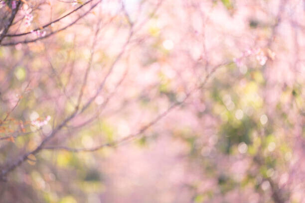 Issarawat Tattong Plakát, Obraz - Pink sakura flowers, dreamy romantic spring, Issarawat Tattong, 40 × 26.7 cm