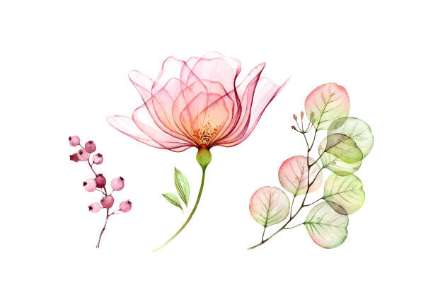 akvarelldesign Plakát, Obraz - Watercolor Transparent Rose floral set. Eucalyptus, akvarelldesign, 40 × 26.7 cm
