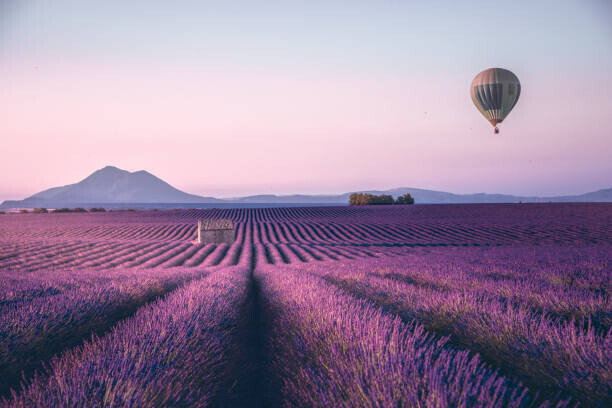 serts Plakát, Obraz - Endless lavender field in Provence, France, serts, 40 × 26.7 cm