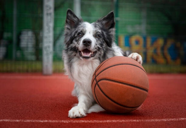 Anita Kot Plakát, Obraz - Dog with a basketball, Anita Kot, 40 × 26.7 cm