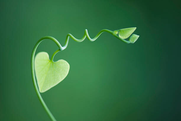ZenShui/Michele Constantini Plakát, Obraz - Delicate vine with heart shaped leaves, ZenShui/Michele Constantini, 40 × 26.7 cm