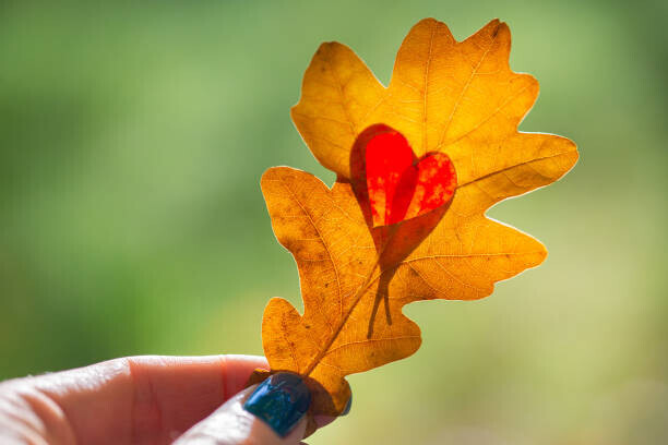 polya_olya Plakát, Obraz - Autumn yellow leaf with cut heart in a hand, polya_olya, 40 × 26.7 cm