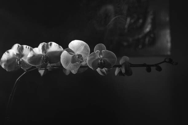 Images By Tenyo Plakát, Obraz - Orchids in black and white 1, Images By Tenyo, 40 × 26.7 cm