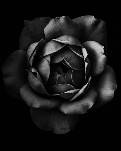 Alex Blessing Plakát, Obraz - Black and white close up of garden rose, Alex Blessing, 30 × 40 cm