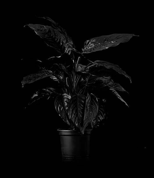 Henrik Sorensen Plakát, Obraz - Plant on black backdrop, Henrik Sorensen, 34.6 × 40 cm