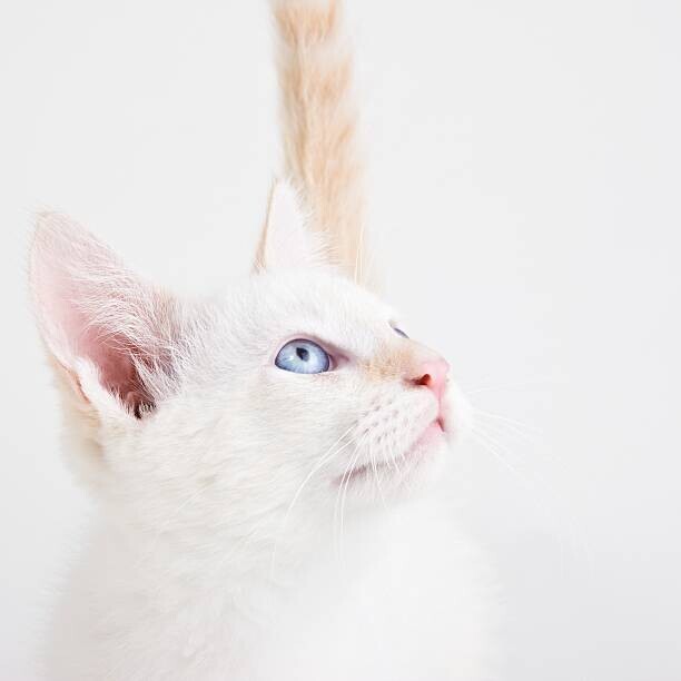 Doug Rosa Plakát, Obraz - Young cat looking up, Doug Rosa, 40 × 40 cm