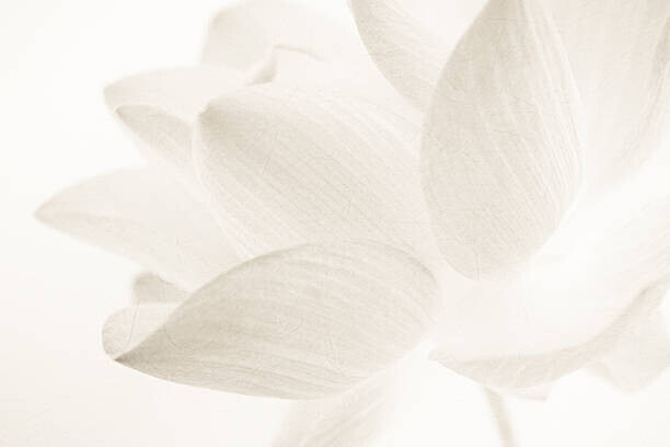 number1411 Plakát, Obraz - sweet color lotus in soft and blur style, number1411, 40 × 26.7 cm