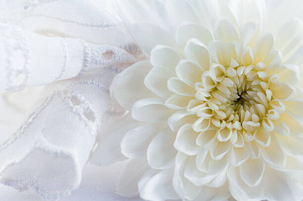 longtaildog Plakát, Obraz - Green chrysanthemum, longtaildog, 40 × 26.7 cm