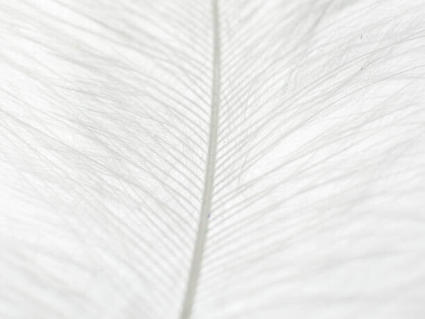 Ana Maria Serrano Plakát, Obraz - Abstract background of white feather close up., Ana Maria Serrano, 40 × 30 cm