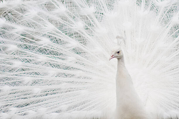 Cindy Prins Plakát, Obraz - Closeup of a White Peacock bird, Cindy Prins, 40 × 26.7 cm