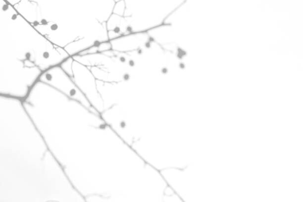Aleksandra Konoplia Plakát, Obraz - shadows of hawthorn tree branches with, Aleksandra Konoplia, 40 × 26.7 cm