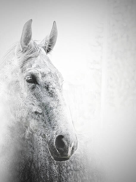 Carmelka Plakát, Obraz - White horse, Carmelka, 30 × 40 cm