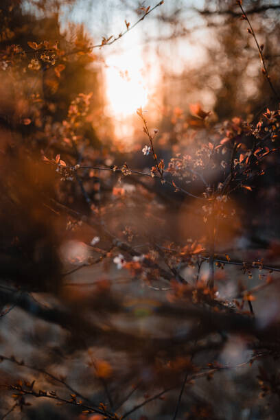 thethomsn Plakát, Obraz - One last standing blossom of tree, thethomsn, 26.7 × 40 cm