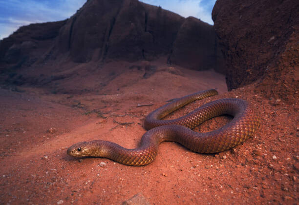 Kristian Bell Plakát, Obraz - Large, wild king brown/mulga snake, Kristian Bell, 40 × 26.7 cm