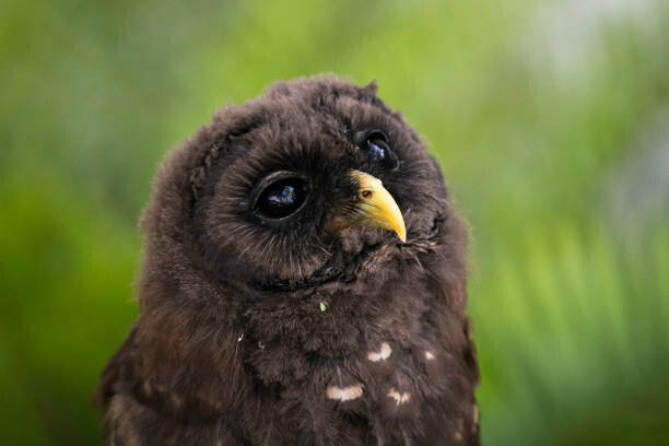 W. Drew Senter, Longleaf Photography Plakát, Obraz - Daydreaming Owlet, W. Drew Senter, Longleaf Photography, 40 × 26.7 cm