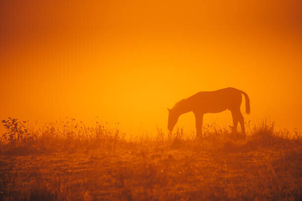 kovop58 Plakát, Obraz - Horse silhouette on morning meadow. Orange, kovop58, 40 × 26.7 cm