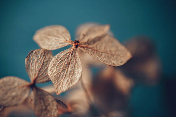 Marina Bagrova Plakát, Obraz - Dry textured hydrangea petals on a, Marina Bagrova, 40 × 26.7 cm