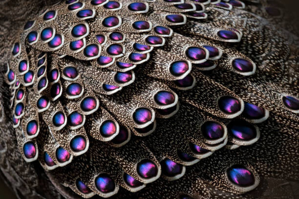 Ondrej Prosicky Plakát, Obraz - Grey peacock-pheasant, Polyplectron bicalcaratum, close-up detail, Ondrej Prosicky, 40 × 26.7 cm