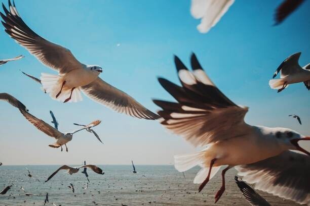 sakchai vongsasiripat Plakát, Obraz - Close-Up of Seagulls above Sea against, sakchai vongsasiripat, 40 × 26.7 cm