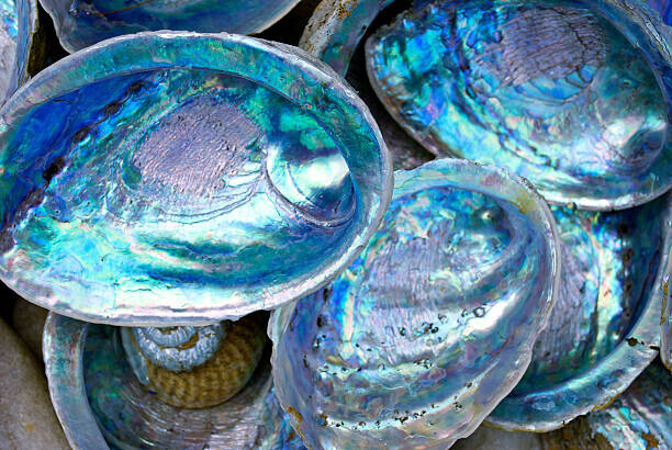 LazingBee Plakát, Obraz - Close-up of some Paula shells also called Abalone, LazingBee, 40 × 26.7 cm