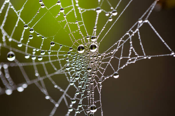 Tommy Lee Walker Plakát, Obraz - Water drops on spider web needles, Tommy Lee Walker, 40 × 26.7 cm