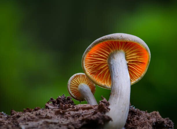 Karim Qubadi / 500px Plakát, Obraz - Close-up of mushroom growing on field,Silkeborg,Denmark, Karim Qubadi / 500px, 40 × 30 cm