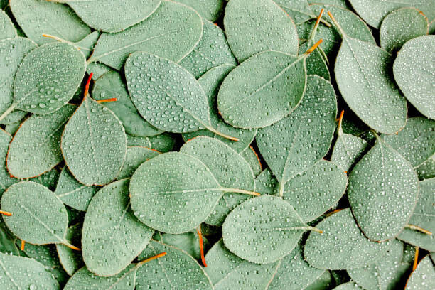 Katsiaryna Shautsova Plakát, Obraz - Background, Texture made of green eucalyptus, Katsiaryna Shautsova, 40 × 26.7 cm