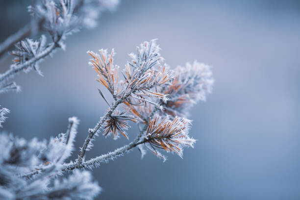 Baac3nes Plakát, Obraz - Autumn - frosty pine needles, Baac3nes, 40 × 26.7 cm