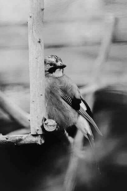 Iolu Marian Beniamin / 500px Plakát, Obraz - Birdie Photo,Close-up of jay perching on feeder, Iolu Marian Beniamin / 500px, 26.7 × 40 cm