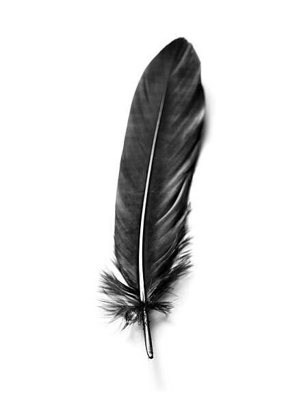 KMNPhoto Plakát, Obraz - A black father against a white background, KMNPhoto, 30 × 40 cm