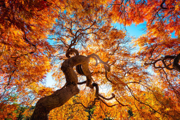 © Marco Bottigelli Plakát, Obraz - Japanese Maple tree in autumn, Japan, © Marco Bottigelli, 40 × 26.7 cm