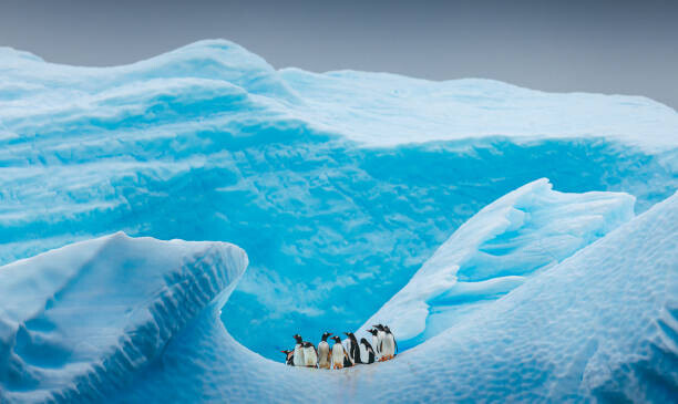 David Merron Photography Plakát, Obraz - A group of Penguins stand atop, David Merron Photography, 40 × 23.9 cm